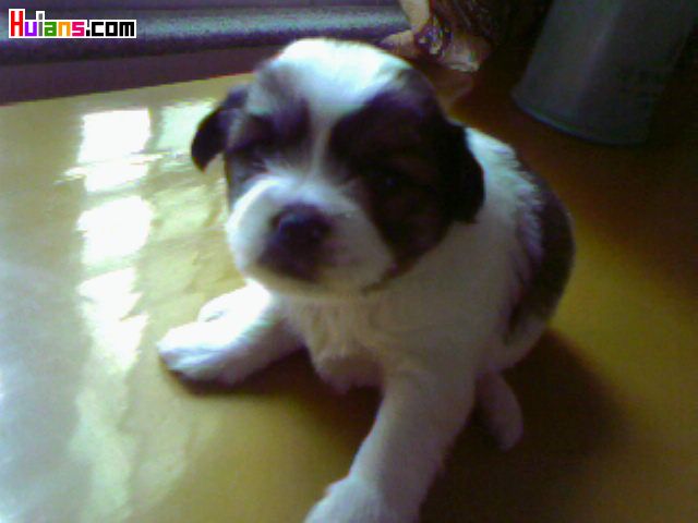 Ƭ-0313.jpg