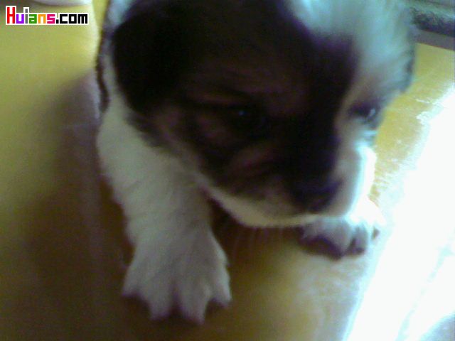 Ƭ-0312.jpg